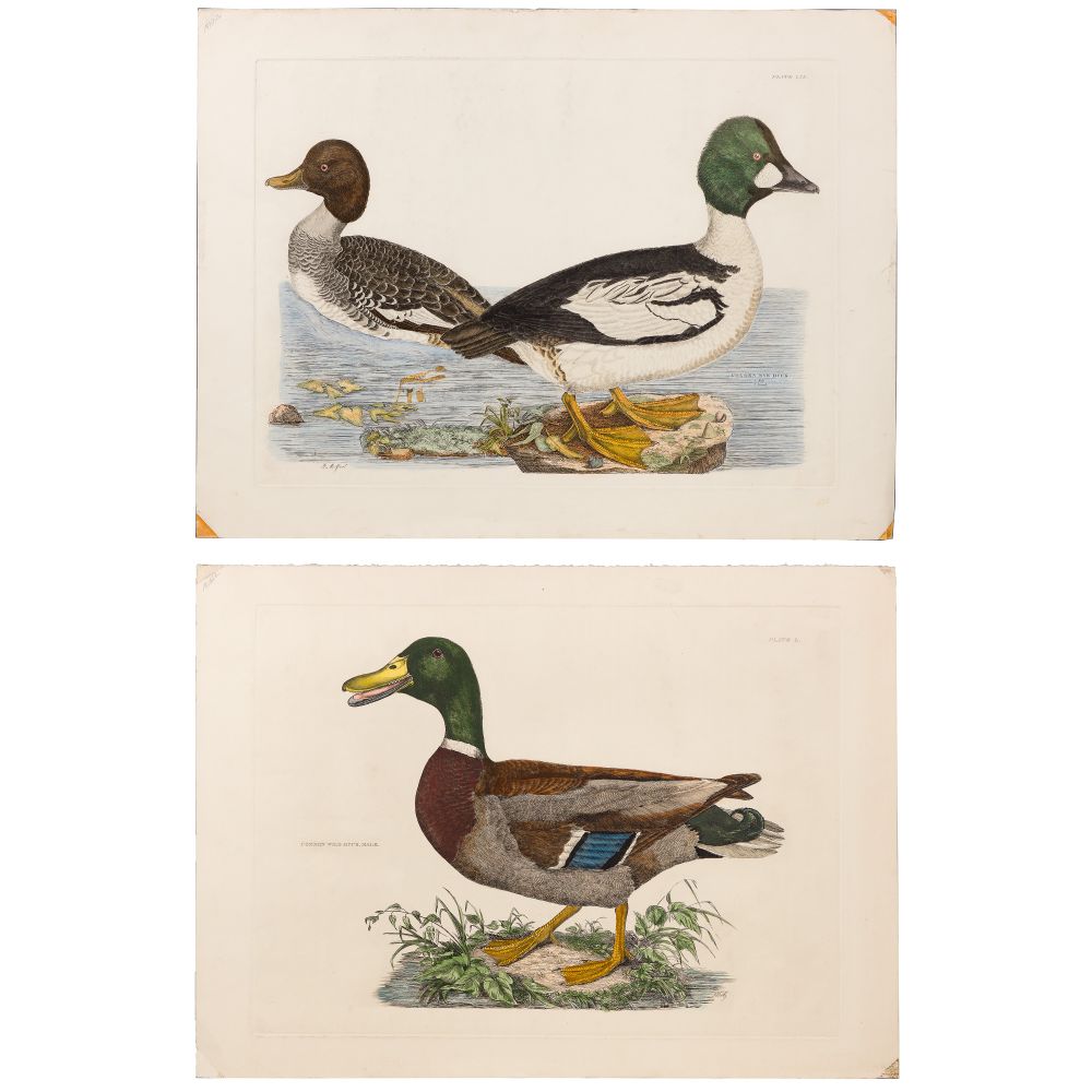 Appraisal: ORNITHOLOGICAL HAND COLORED ENGRAVING ASSORTMENT items including Prideaux John Selby