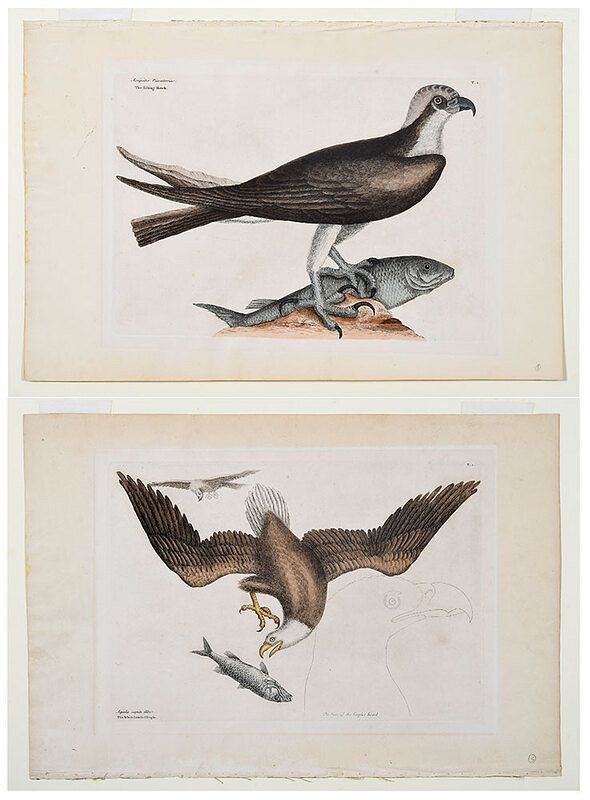 Appraisal: Mark Catesby British - Two plates from The Natural History