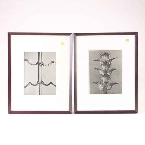 Appraisal: KARL BLOSSFELDT Pair of photogravures of plant close-ups in black