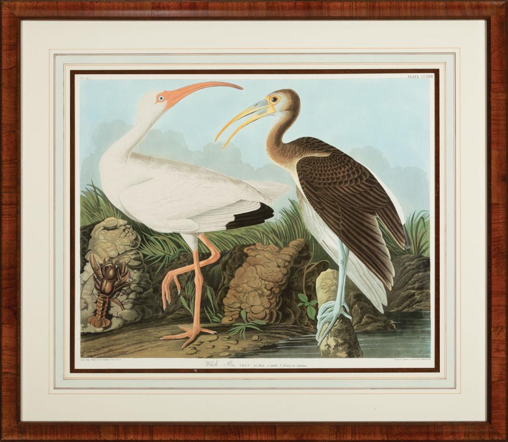 Appraisal: After John James Audubon American - White Ibis Plate later