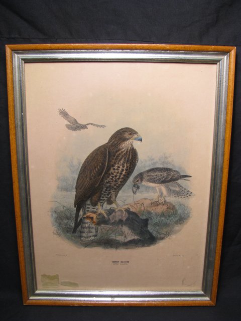 Appraisal: Hand colored print titled Common Buzzard by J G Keulemans