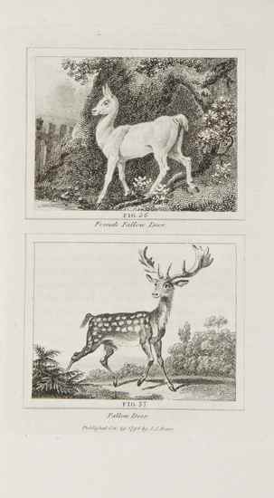 Appraisal: Buffon Georges Louis Marie Leclerc Comte de Buffon's Natural History