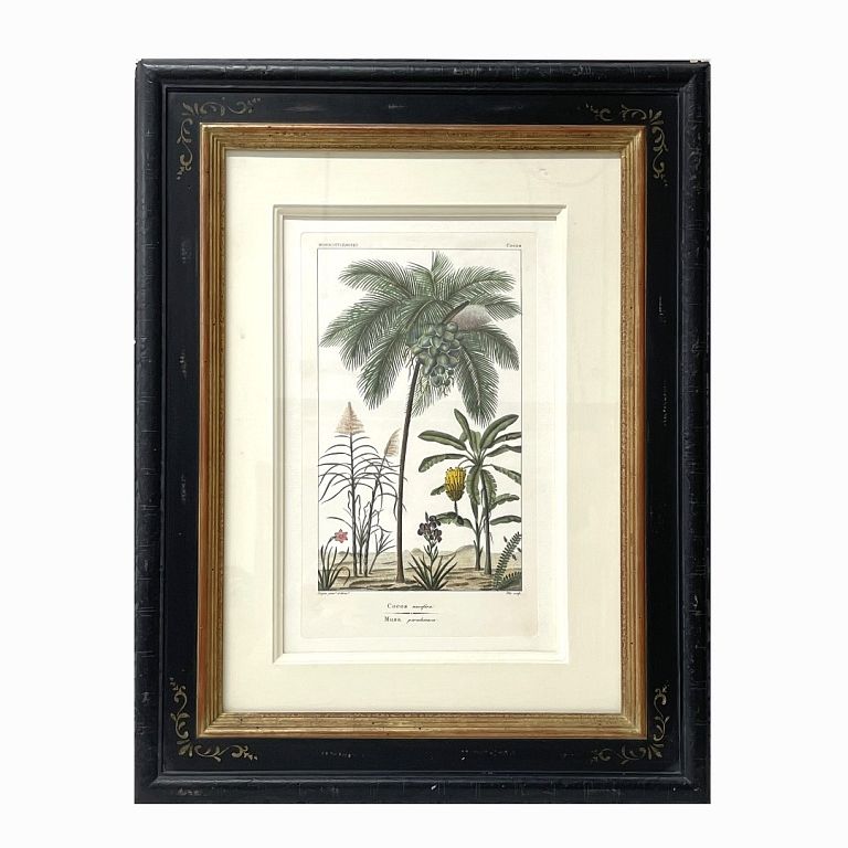 Appraisal: Monocotyledones Cocos Monocotyledones Cocos Signed Print Measures inches high x