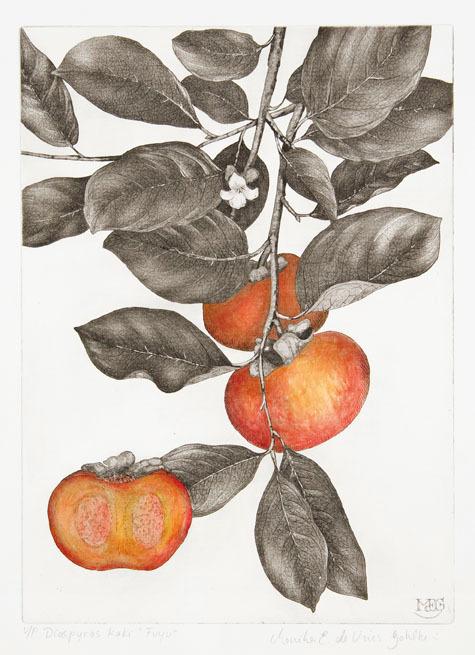 Appraisal: Monika de Vries GohlkeDiospyros Kaki Tuyu Aquatint with hand-coloring signed