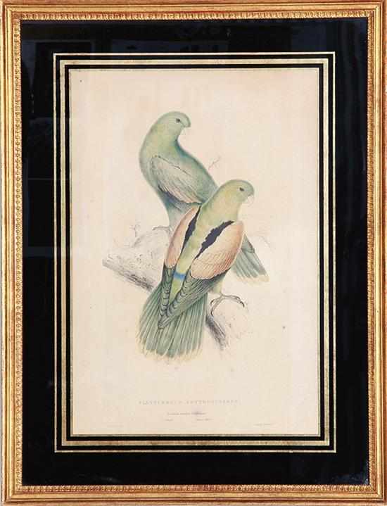 Appraisal: Edward Lear British - CRIMSON WINGED PARAKEET colored print framed