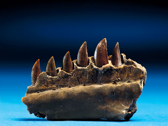 Appraisal: RAPTOR JAW SECTION WITH TEETH Bahariasaurus sp Cretaceous Baharija Formation