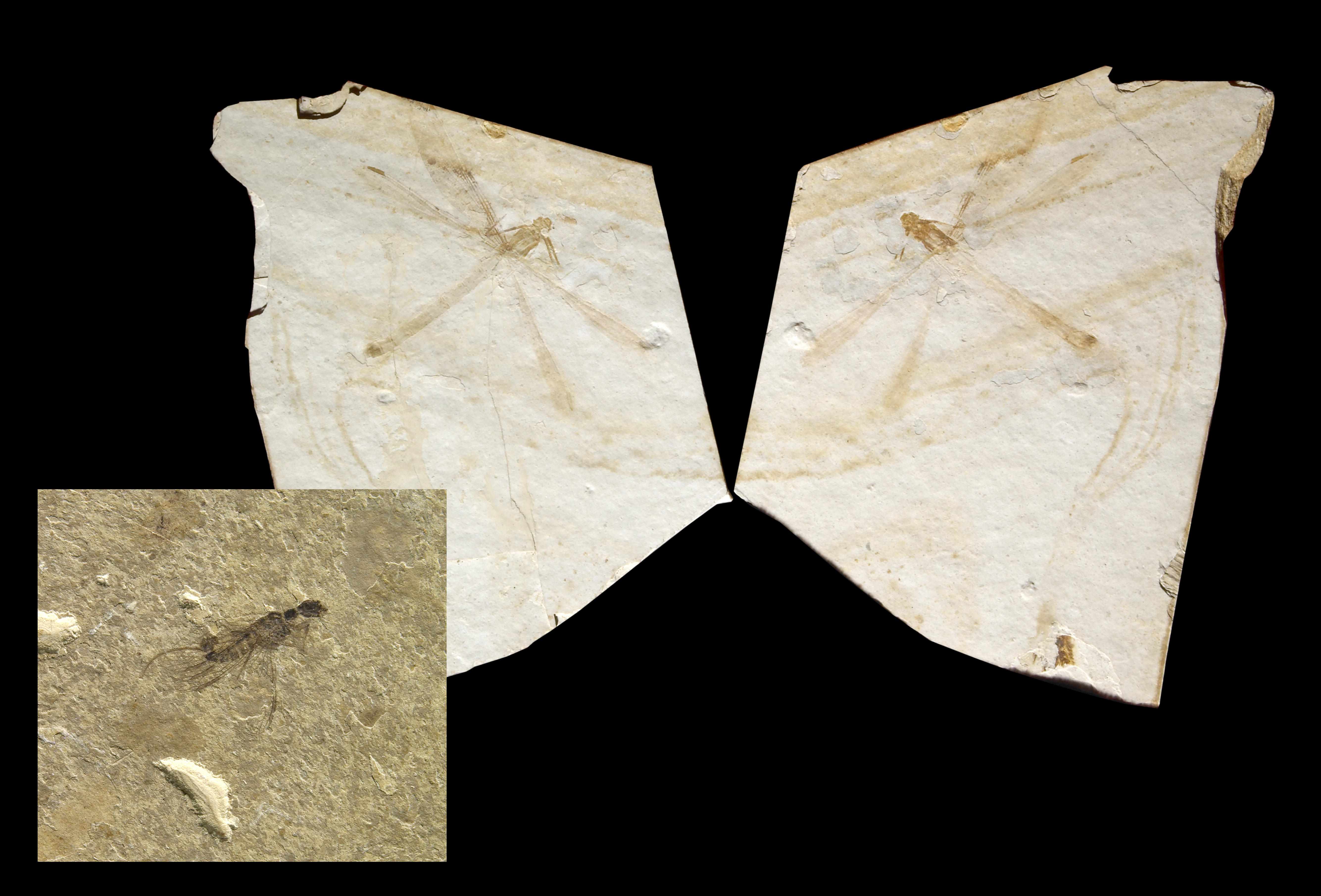 Appraisal: Two Cretaceous Insects Siboptera sp Odonata sp Early CretaceousLiaoning ChinaThe