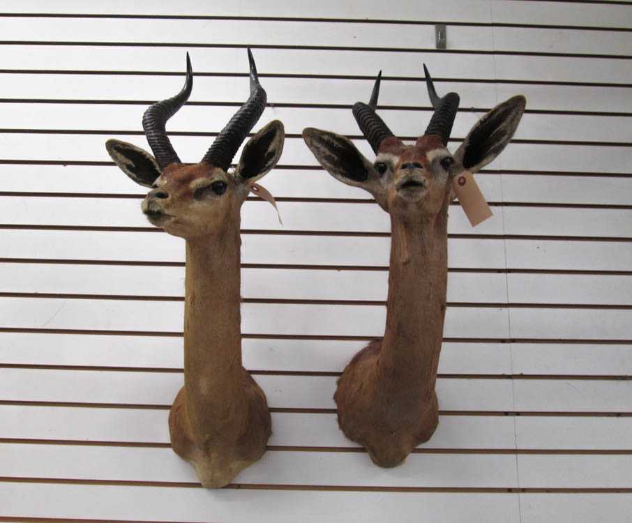 Appraisal: TWO AFRICAN LONG-NECKED ANTELOPE TAXIDERMY MOUNTS Gerenuk aka giraffe gazelle