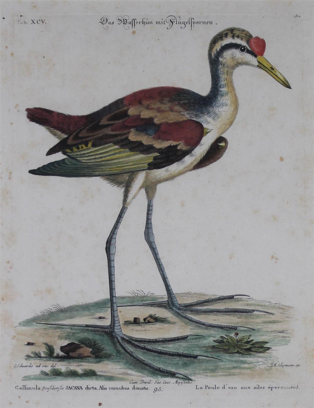 Appraisal: MARK CATESBY after TH CENTURY FOUR ORNITHOLOGICAL PRINTS Engravings and