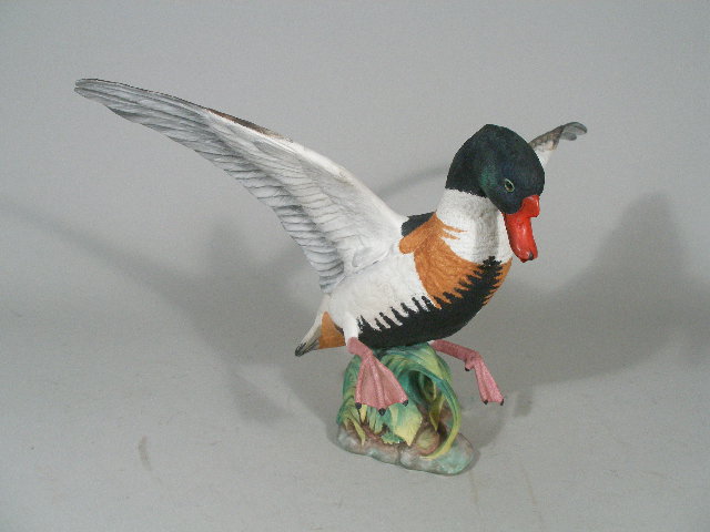 Appraisal: Shelduck by Peter Scott full-bodied duck landing in long grass