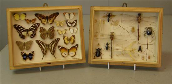 Appraisal: Two glass topped cases containing butterflies and insects from Nigeria