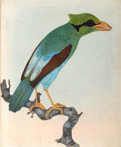 Appraisal: THOMAS LEWIN b 'Cissa Thalassina' Borneo and Java a short-tailed