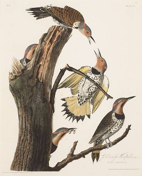 Appraisal: After John James Audubon American - Gold-winged Woodpecker Male F