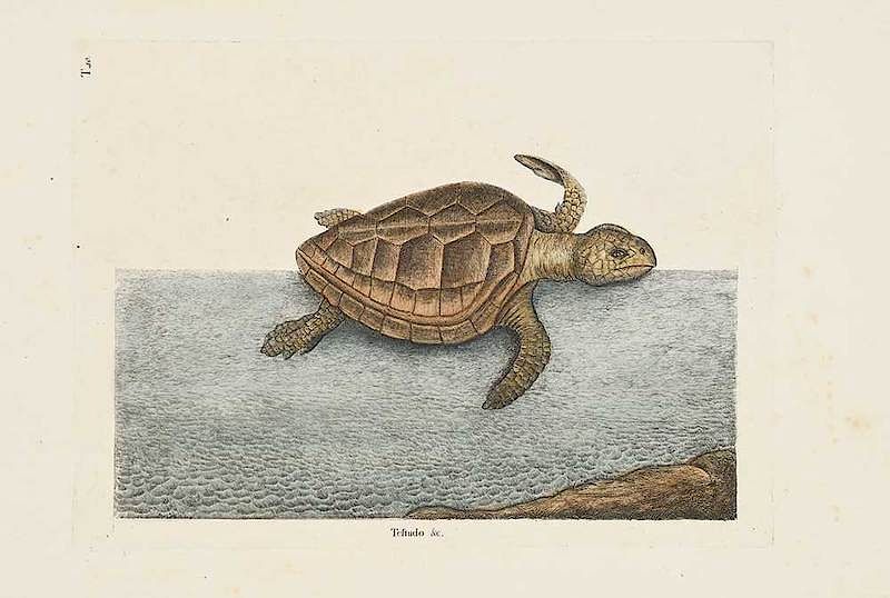 Appraisal: Mark Catesby British - The Logger-head Turtle T from The