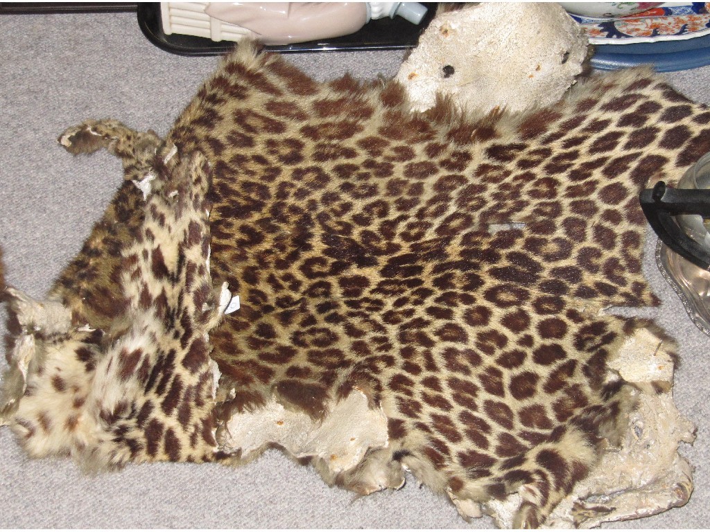 Appraisal: Animal skin