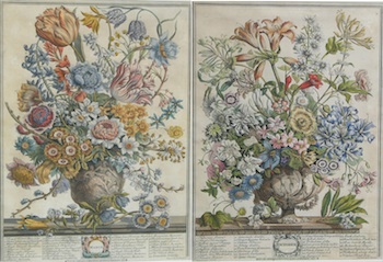 Appraisal: Casteels Fletcher From Twelve Months of Flowers by Robert Furber