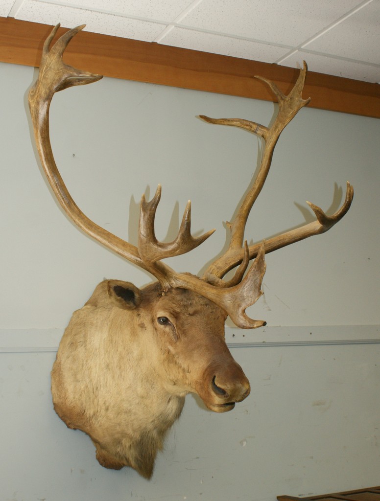 Appraisal: Caribou shoulder mount pt rack