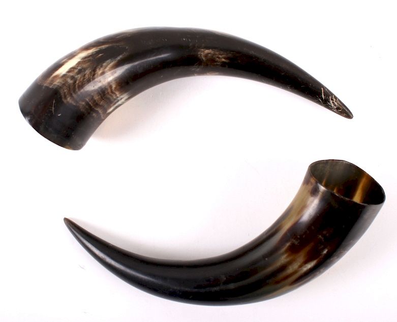 Appraisal: Pair of Large Cow Horns Featured in this lot we