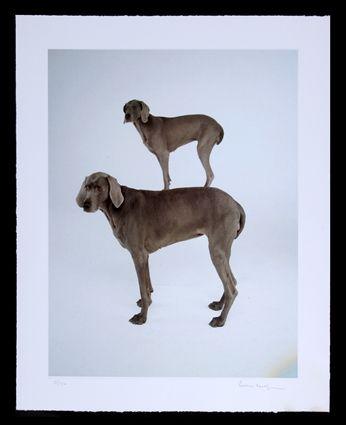 Appraisal: WILLIAM WEGMAN b DOG AND PONY Gicl e print x