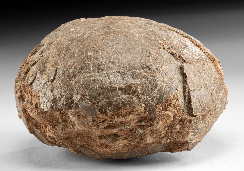 Appraisal: Fossilized Prehistoric Hadrosauridae Dinosaur Egg Eastern Asia China Henan Province