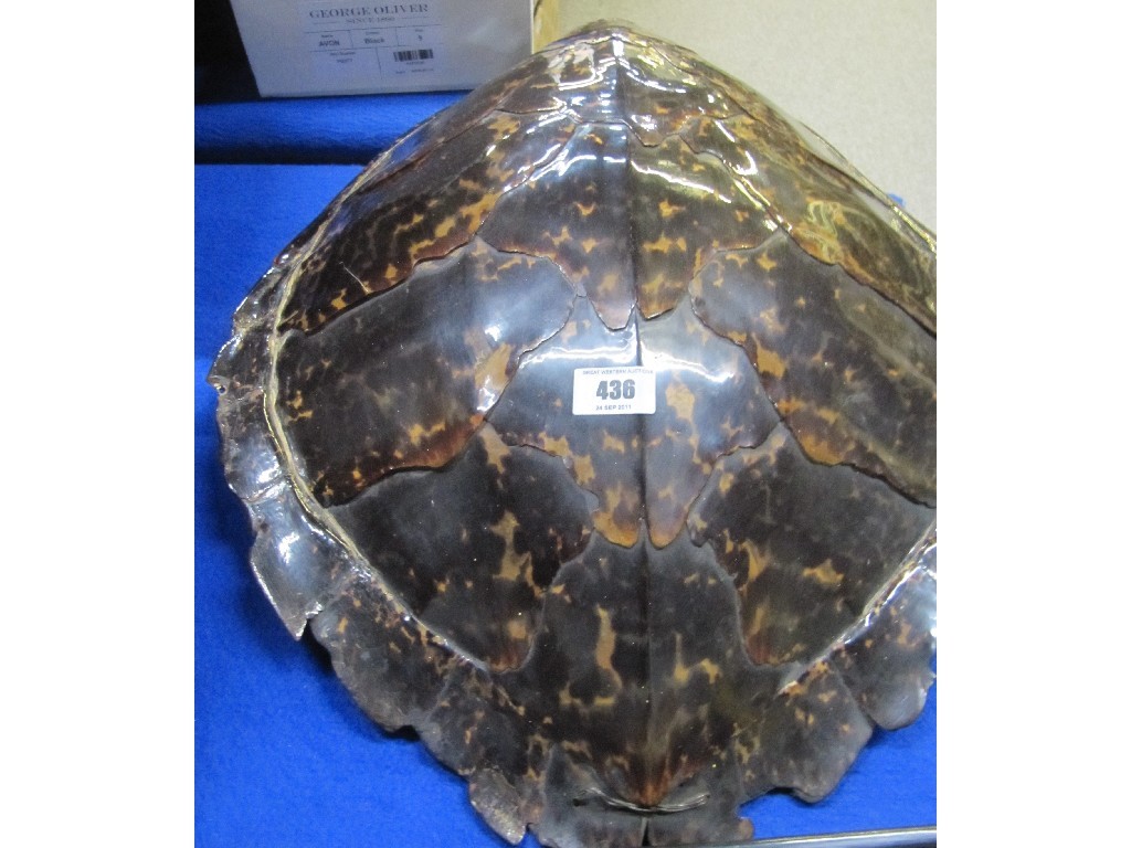 Appraisal: Turtle shell