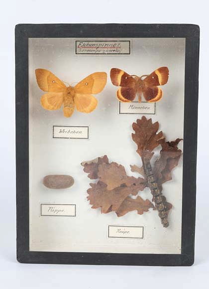 Appraisal: TWO DISPLAY CASES showing the development of the honey bee