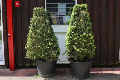 Appraisal: Two topiary Buxus pyramids with flat sides cm high