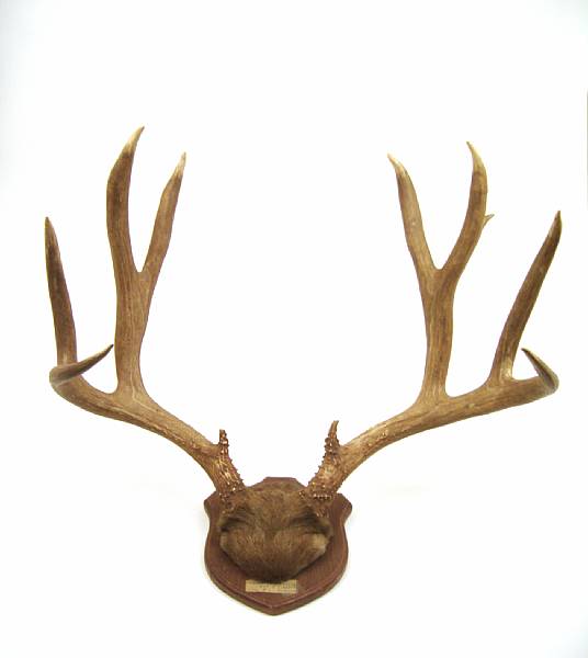 Appraisal: Four Sets of Mounted Mule Deer Antlers and One Set