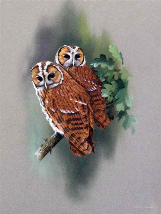 Appraisal: Bryan Reed - gouache Young tawny owls signed x in