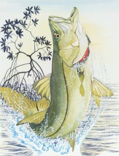 Appraisal: Guy Harvey b Snook Mangrove Snook Mangrove signed Guy Harvey