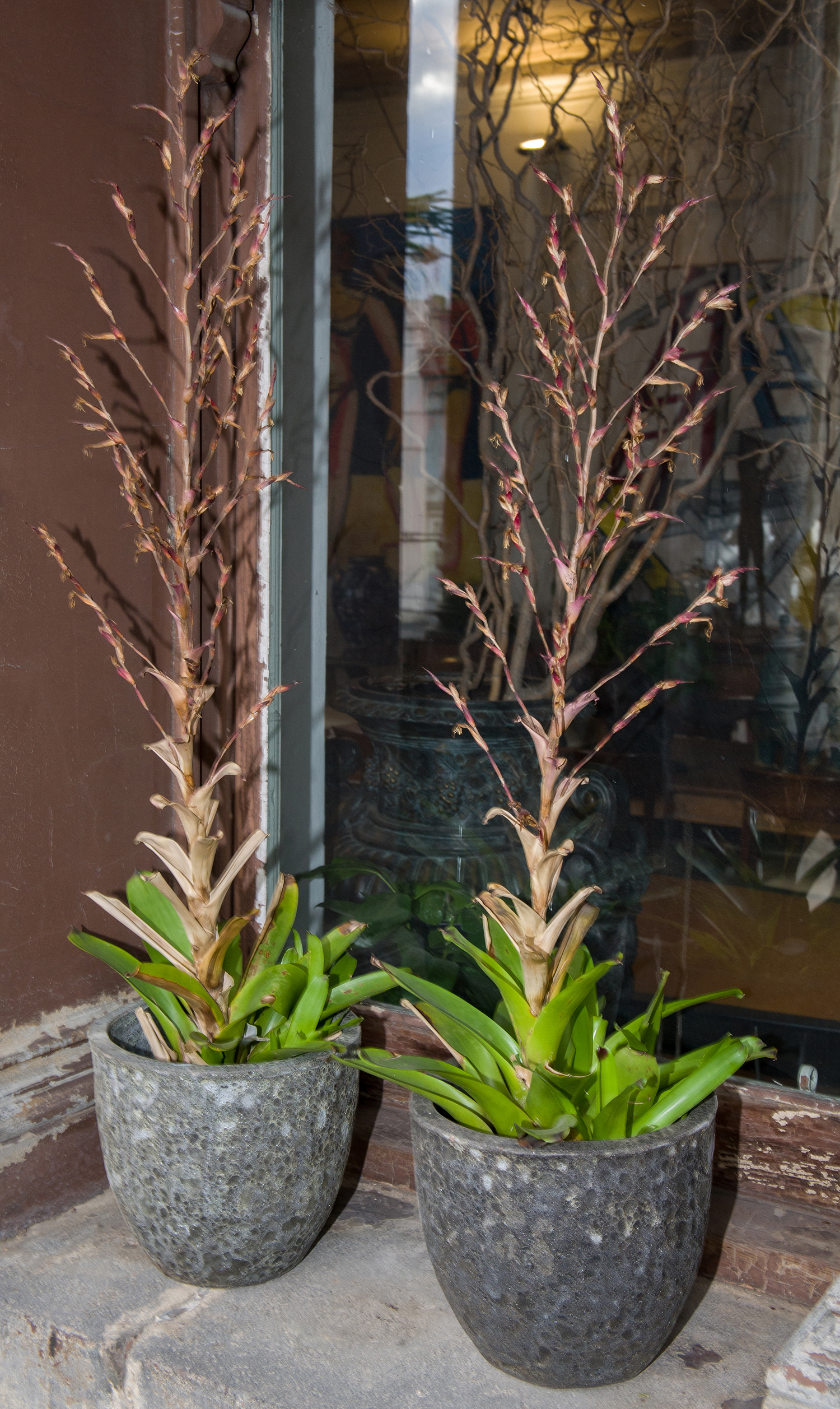 Appraisal: FIVE POTTED PLANTS IN MATCHING GLAZED POTS two featured pot