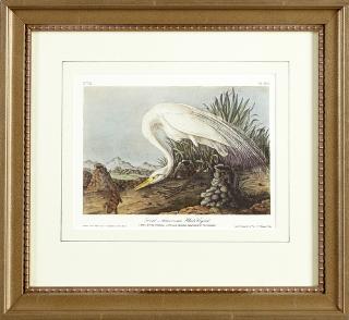 Appraisal: John James Audubon - Great American White Egret No Plate