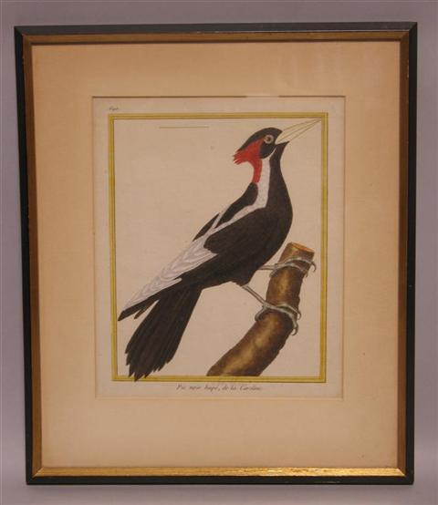 Appraisal: RED HEADED WOODPECKER Print x in sight Framed