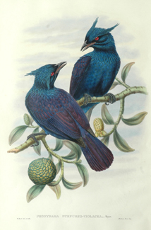 Appraisal: John Gould - Phonygama Purpureo-violacea Purple and Violet Manucode lithograph