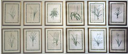 Appraisal: Langlois After P J Redout Group of Twelve Botanical Prints