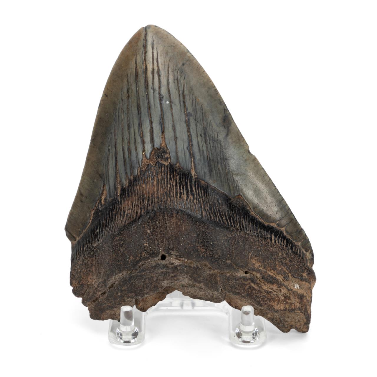 Appraisal: FOSSILIZED MEGALODON SHARK TOOTH Megalodon carcharocles megalodon fossil specimen shark