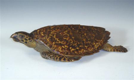 Appraisal: Taxidermy Interest A th century Hawksbill turtle wall hanging mount