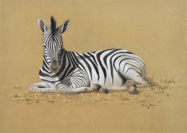 Appraisal: Peter Bruce b Zebra signed pencils and chalk cm x