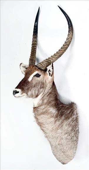 Appraisal: A shoulder-mount of a waterbuck cm high see illustration on