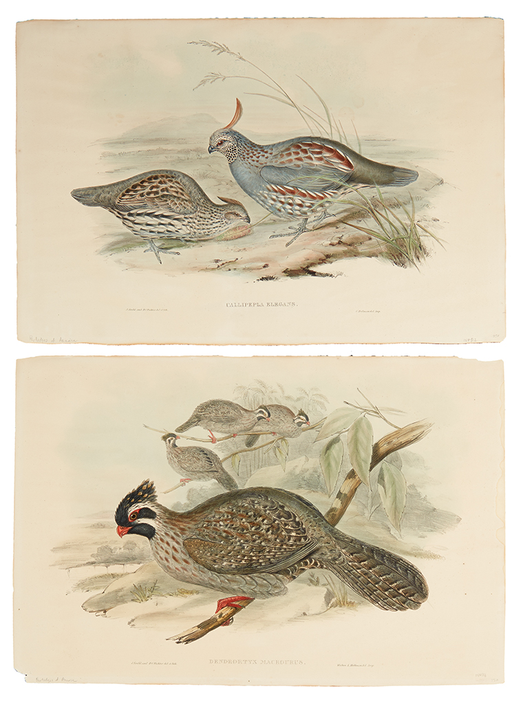 Appraisal: GOULD JOHN Callipepla Elegans Dendrortyx Macrourus Together two hand-colored lithographs