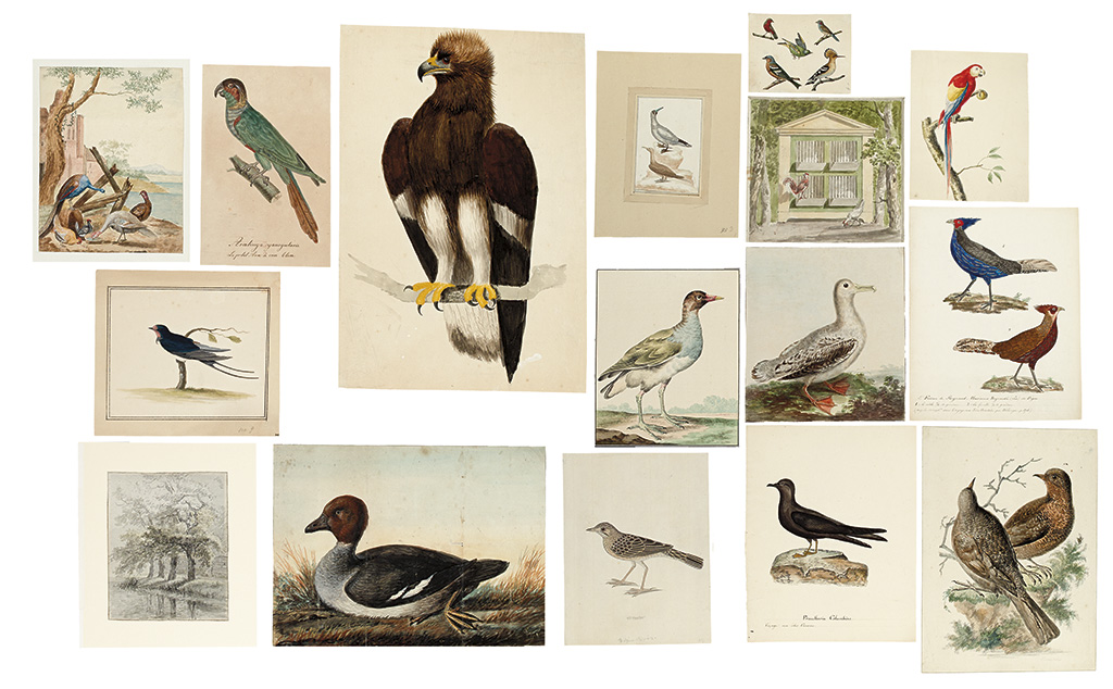 Appraisal: BIRDS Group of watercolors of birds chiefly th century or