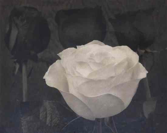 Appraisal: Tom Ferguson th century White and Black Roses platinum palladium