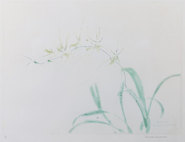 Appraisal: Elizabeth Blackadder British b Orchidaceae Brassia Gireoudeana signed and numbered