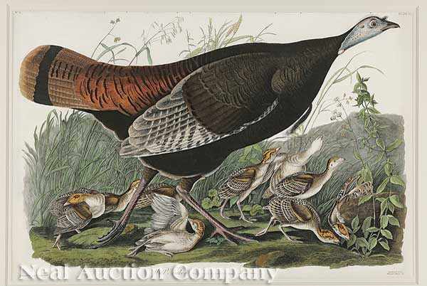 Appraisal: John James Audubon American - Wild Turkey Female and Young