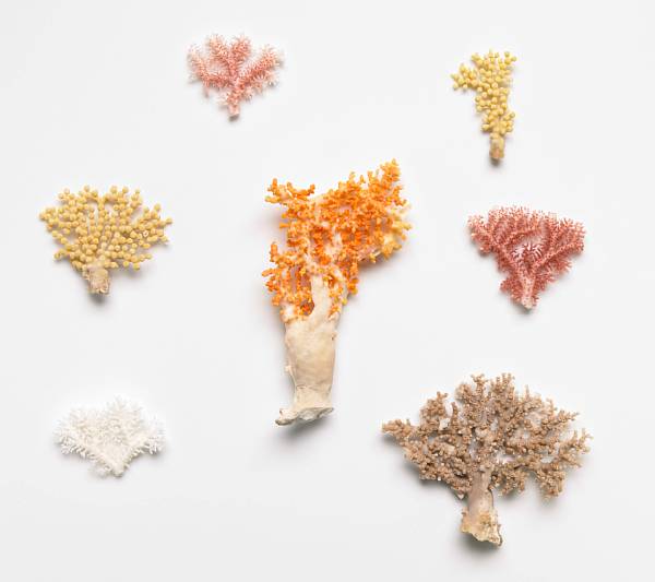 Appraisal: Deepwater Coral Collection Stylaster sp New Caledonia Stylaster is a