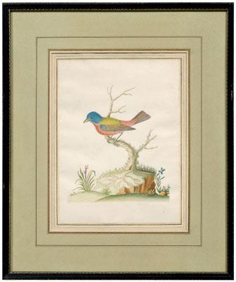 Appraisal: Rare John Abbot watercolor British Georgia - Painted Bunting No