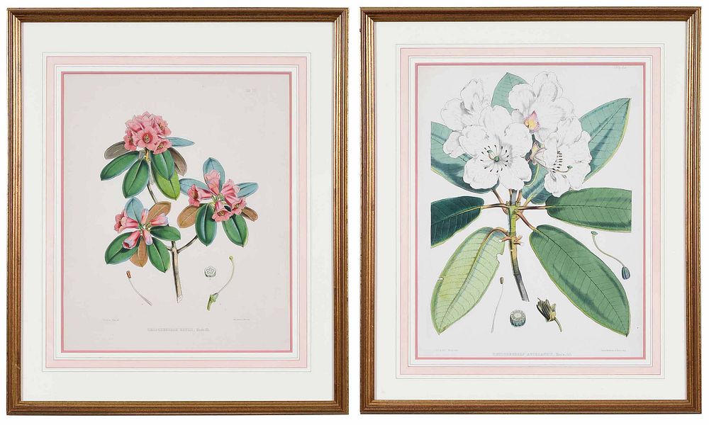 Appraisal: Walter Hood Fitch Lithographer British - Two botanicals from The