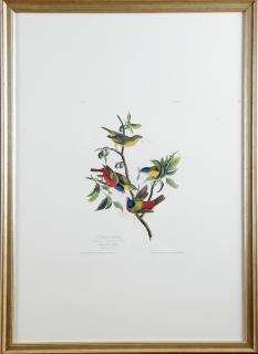 Appraisal: John James Audubon - Painted Bunting No Plate Princeton edition