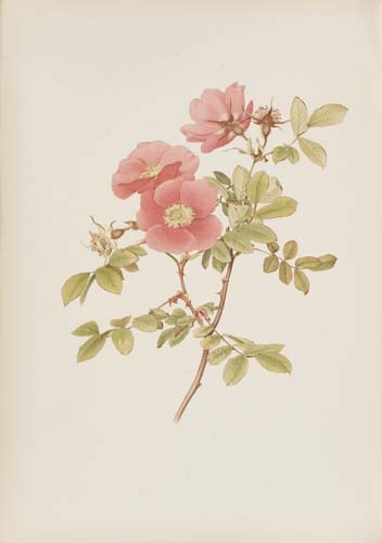 Appraisal: BOTANICAL Willmott Ellen The Genus Rosa chromolithographed plates after watercolors