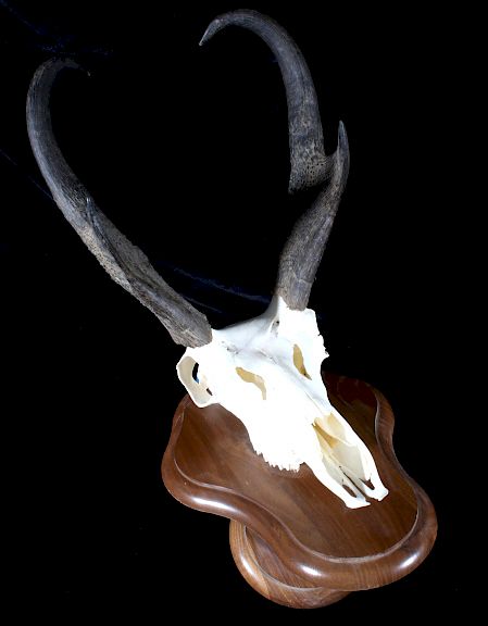 Appraisal: Trophy Montana Pronghorn Antelope Euro-Mount Featured in this lot we